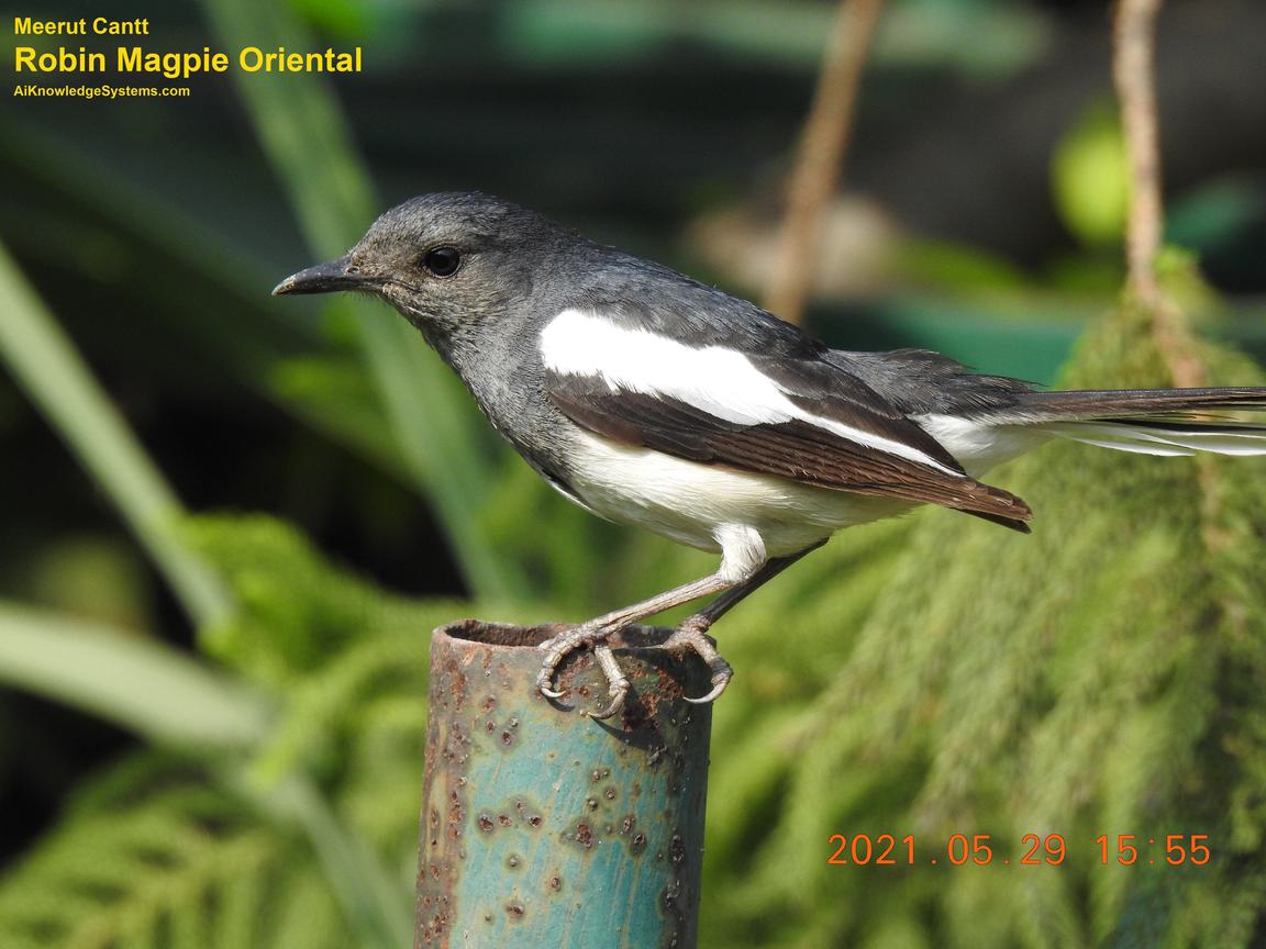 Magpie Robin (60) Coming Soon